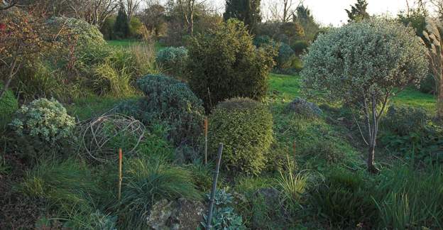 2006 12 Petite scène bien en place, pour l'hiver avec des persistantes : de gauche à droite : une ballote ( Ballota pseudo dictamus ), une sauge officinale (la plus...