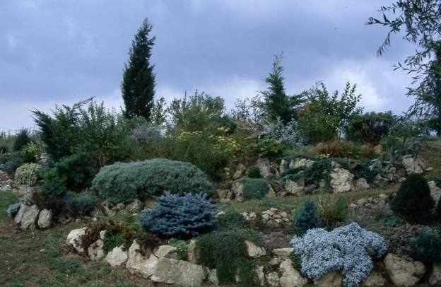 1994 03 On a planté en haut un chamaecyparis, en fait un sapin de Noël directement importé de carrefour ou autre grand magasin. Il occupera l'espace un moment, mais en...