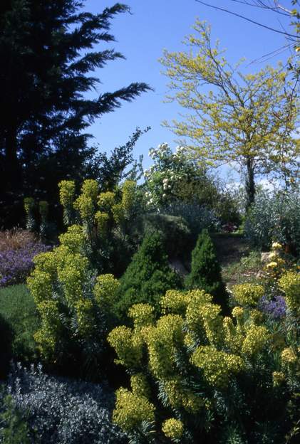 1998 05 1 Les Picea albertiana , on nous les a donnés parce qu'ils se portaient mal. On arrivera à les faire repartir, mais ce n'est pas un arbre pour notre climat. Il...