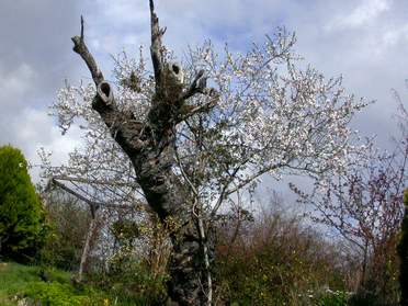 Celle de l'amandier