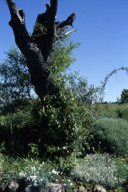 1995 04 2 au pied, on a eu pas mal de mal à acclimater des plantes, le terrain est fort mauvais et l'amamdier plus le rosier font des concurrents redoutables. Quelques...