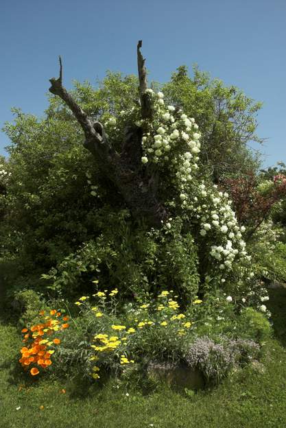 2009 05 2 contrairement à l'année dernière, Albéric est couvert de fleurs, et les escholzias ne fanent pas si vite. Cette rocaille est splendide à cette époque, elle en...