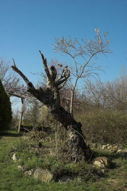 2012 03 L'amandier s'incline de plus en plus, son tronc est aux 3/4 pourri ou pas loin, il a maintenant une grande fente horizontale. La jeune branche arrière est en...