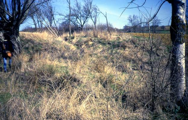 1986 03 Des fossés, des broussailles, des arbres morts. Ce n'est vraiment pas joli. Le fossé que l'on voit là est la partie sud du ruisseau (très potentiel...) qui...