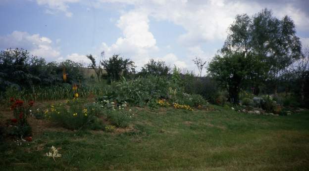 1988 09 Le terrrain fleurit, avant que nous ne commencions les travaux de la rocaille proprement dite.