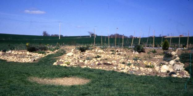 1989 05 1 Et donc ensuite ce n'est plus qu'une question de main d'oeuvre. En haut à droite Thuya orientalis 'Aurea Nana' un de nos premiers conifères, résistant à la...