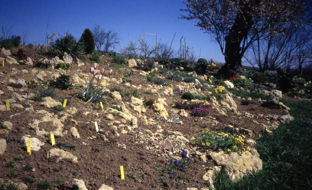 1989 05 2 C'est de la vraie rocaille de compétition, avec étiquettes et tout. En attendant que les plantes poussent, car pour l'instant le désherbage prend un temps fou.