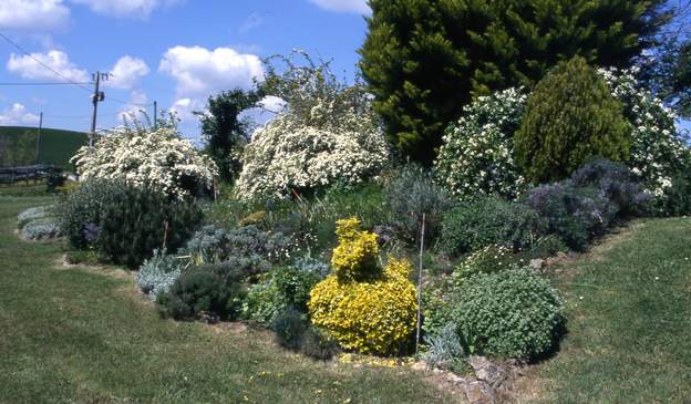 2000 04 Des formes taillées, d'autres non taillées, même l'espèce de poule (ou de chien ?) passe bien. C'est un fusain panaché ; à droite, un choysia entre les deux...