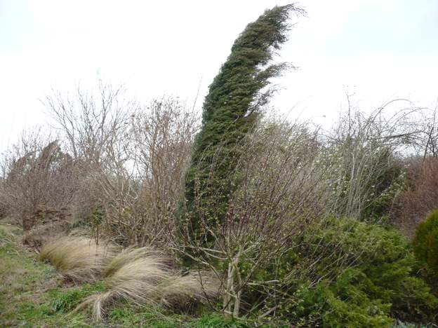 2009 01 24 la photo est prise en plein pendant la tempête qui ne causera aucun dégâts. Les cyprès se couchent un peu, mais ils ont l'habitude du vent, donc ça ne les...