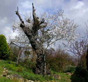 Celle de l'amandier C'est la partie centrale du jardin vue de la fenêtre de la cuisine, ce qui la rend stratégique. Ce vieil amandier était...