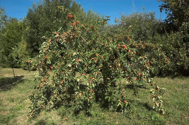 08 pommier 2010 un petit pommier en août, il est tellement couvert de petits fruits, peu comestibles au demeurant, que les branches touchent le sol.