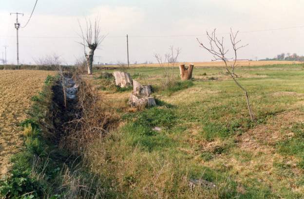 1990 04 On commence à brûler les souches et couper les ormes morts. Nous ne plantons rien, plus tad nous y mettrons des poneys. Il faut attendre une dizaine d'années...