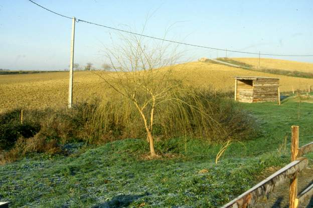 1991 10 Ce saule grandira jusqu'à 6 ou 7 mètres, il mourra quand on réparera l'épandage de la fosse septique : ses racines l'avaient envahi et ne supporteront pas...