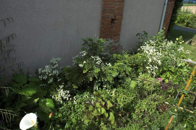 2007 07 Le conifère est un Thuyopsis dolabrata à pousse très lente, une des deux boutures faites par Martine il y a 15 ans.