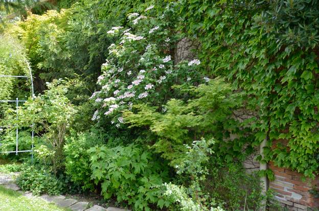 2019 05 17 Le viburnum 'Onondaga' grimpe beaucoup. Il ne peut pas faire un gros arbuste ici à cause des autres, et du mur. Mais si on le met dans un massif, il ne supporte...