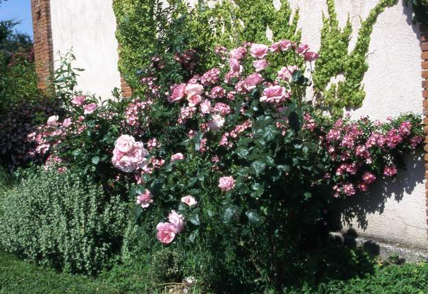 2003 06 Les derniers rosiers buissons du jardin, ou pas loin. Queen Elizabeth un rosier très solide qui a failli quand même disparaître dans la plate-bande ouest : il a...