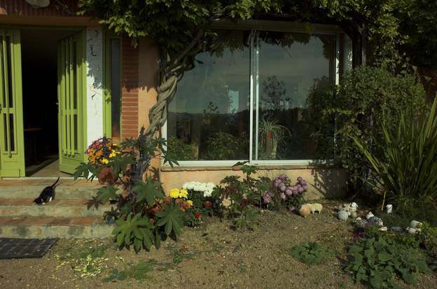 2008 11 1 On nous a donné des chrysanthèmes qui n'étaient plus vendables ; nous en mettons certains en pot, et d'autres devant la fenêtre de la serre.