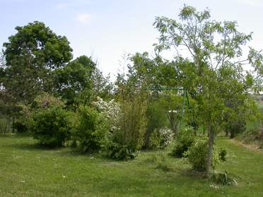 Les haies de protection