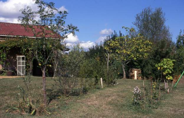 1999 09 les deux catalpas étaient là quand on est arrivé, c'est une très mauvaise idée. Leurs larges feuilles ne supportent pas le vent. Et la sécheresse d'été ne leur...