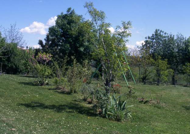 2001 04 Terrain pauvre, pas d'eau, mais ça pousse quand même. Bien sûr, pas de plantes fragiles ! Il y a là-dedans un bout de bambous noirs, ils ne risquent pas d'être...