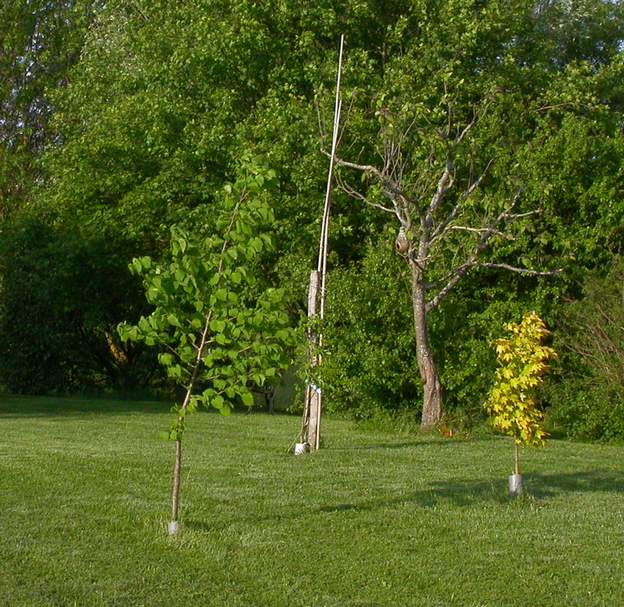 2005 05 Ce pauvre tilleul n'a pas de chance : deux ans après la plantation il a perdu la tête suite à un coup de vent trop violent, et la sécheresse des années jusqu'en...