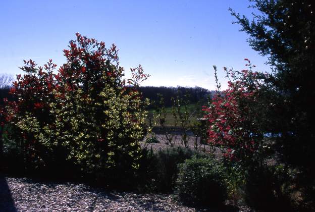 1995 04 Ces plantations ne vont plus être touchées pendant des années