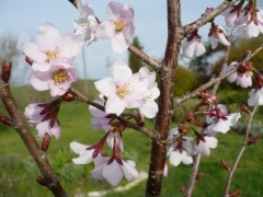 prunus sargentii