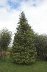 abies concolor
