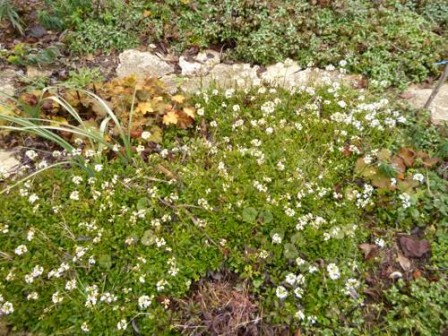 arabis_fernadi.jpg