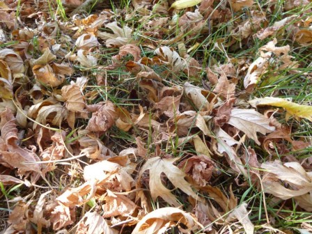 feuilles