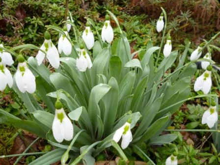 perce-neige.jpg