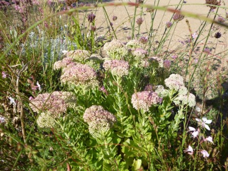 sedum.jpg