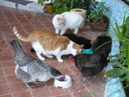 chats_et_poules.jpg