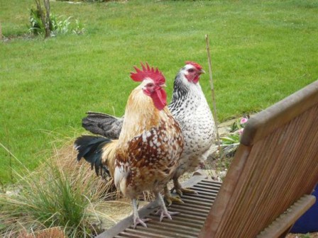 coq_et_poule.jpg