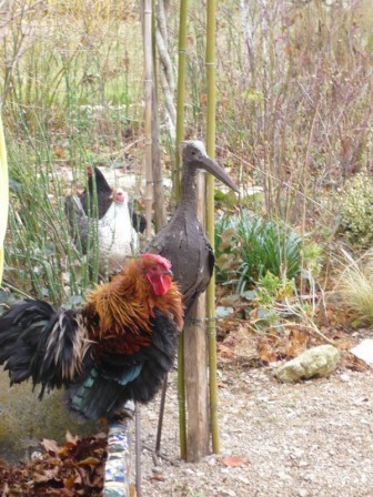 coq.jpg