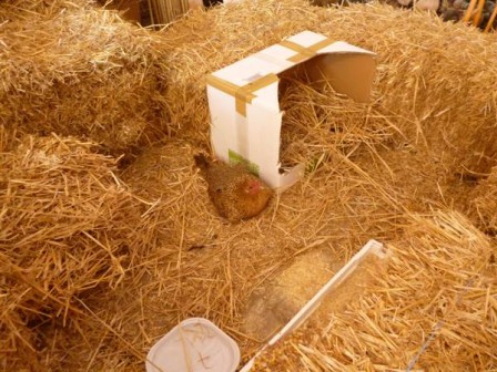 paille_poule.jpg