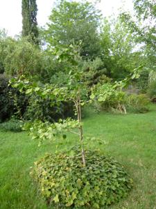 gingko