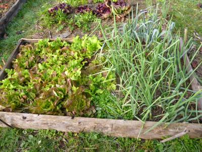 salades.jpg, janv. 2012 salades.jpg