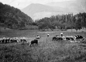 photo de berger