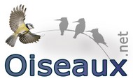 Les oiseaux oiseaux
