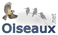 oiseaux