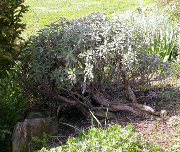 taille de la sauge