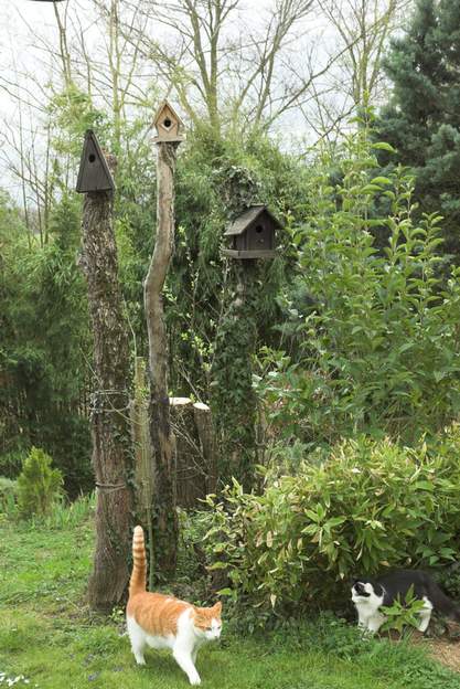 cabanes les cabanes à oiseaux sur des arbres morts. Elles sont parfois habitées par des mésanges
