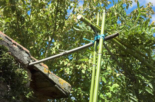 bambou glycine 3 à gauche une entretoise s'enfonce dans le toit pour contrer le vent qui lui estr exactement parralèle. Deux bambous vers la droite pour former un angle avec le...