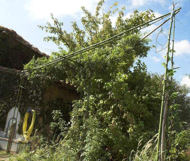 bambou glycine 6 et voilà le résultat. Il faut attendre que les glycines poussent encore afin qu'elles recouvrent le triangle. En 2011 on commence à proplonger cette structure...