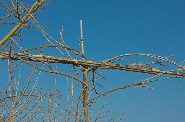 struture simple Soutien d'une glycine arbustive en formation, un bambou dans le sol au centre, un de chaque côté, et deux horizontaux, et voilà !