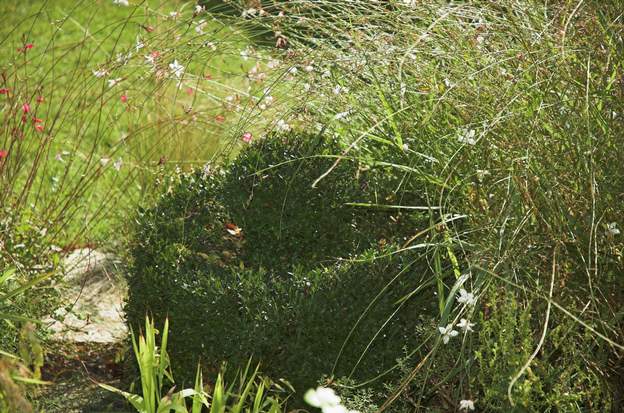 bol en buis 2006 à partir d'un buis planté en 2000, j'ai fait un bol avec une boule dedans. Ce qui est intéressant, c'est le contraste entre la structure de la boule dans son...