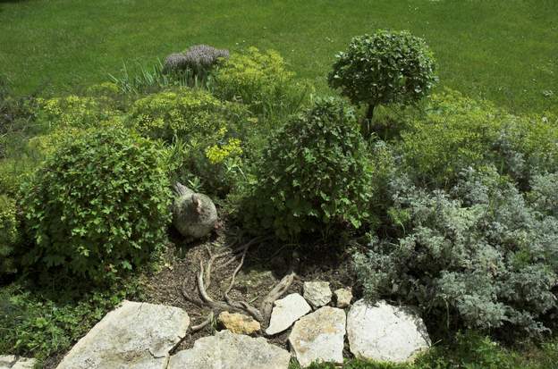 bonsai 2009 Dans la rocaille plate, ont poussé des arbres (chênes et érables), probablement plantés par des geais ; ils sont taillés pour les forcer à rester petits. On...