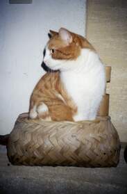 Chats en boites Ah les boîtes, les paniers, le sens du confort des chats et des humains est nettement différent.