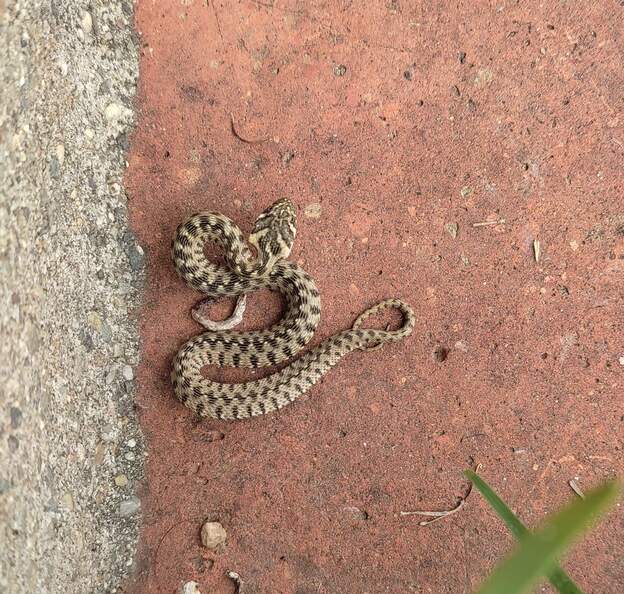 couleuvre vipérine juv 2025 09 (1) Nous en avons vu quelques unes tout près de la maison en fin d'été, et même carrément dedans ! très menaçante parce qu'elle a peur. Mais avec ses 10 cm de long,...